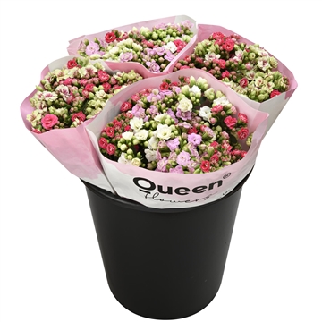 Kalanchoe 6 stemrainbowmix