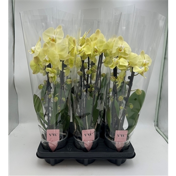 Phalaenopsis Cascade 2 tak geel
