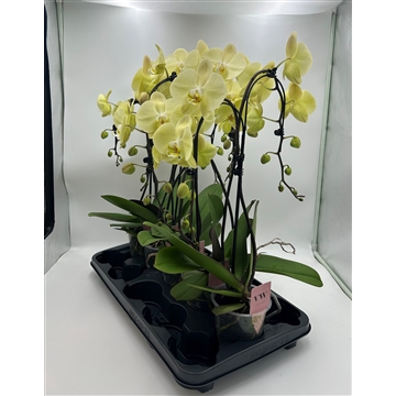 Phalaenopsis Double umbrella geel