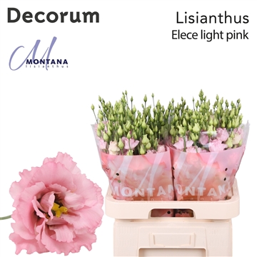 Lisianthus Elece light Pink 70cm