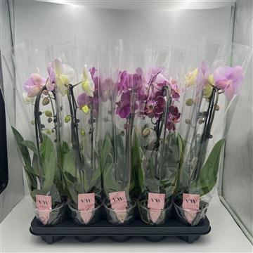 Phalaenopsis Cascade 1 tak gemengd