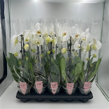 Phalaenopsis Cascade 1 tak wit