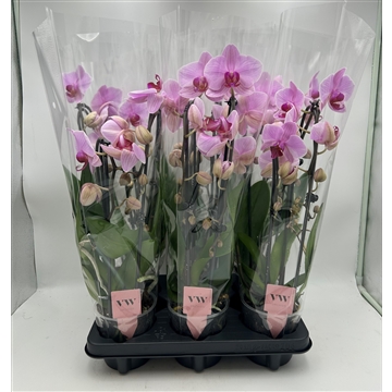 Phalaenopsis Cascade 2 tak roze red lip