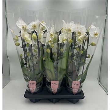 Phalaenopsis Cascade 2 tak grootbloemig wit
