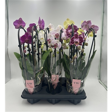 Phalaenopsis Cascade 3 tak gemengd