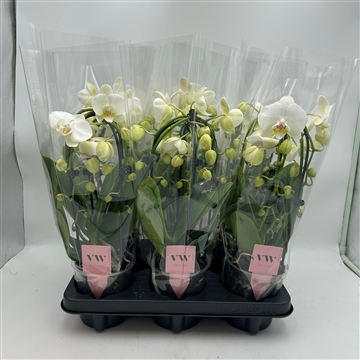 Phalaenopsis cascade 4 tak kroon