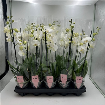 Phalaenopsis Inverness 2 tak