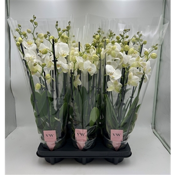 Phalaenopsis Inverness 6 Tak