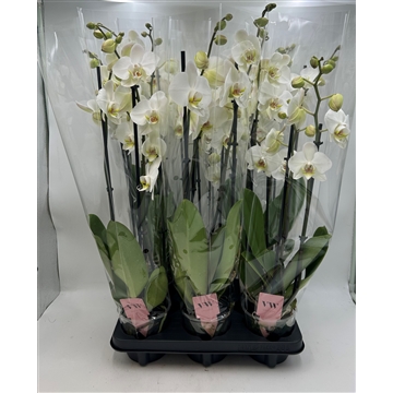 Phalaenopsis Leeds 4 Tak