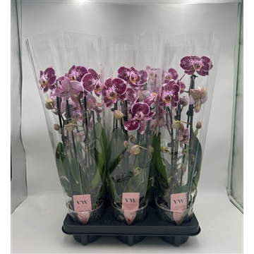 Phalaenopsis Cascade 2 tak rood