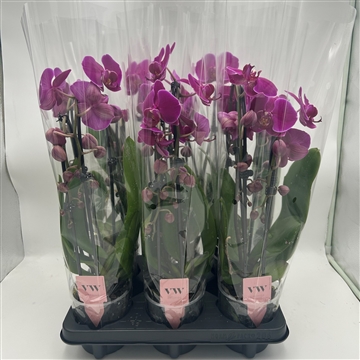 Phalaenopsis Cascade 2 tak Paars