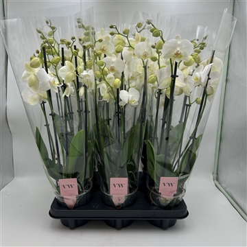 Phalaenopsis Inverness 5 Tak