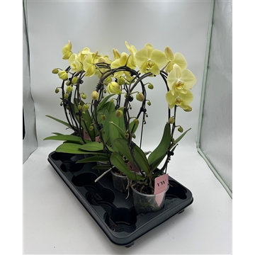 Phalaenopsis Spiegelboog geel