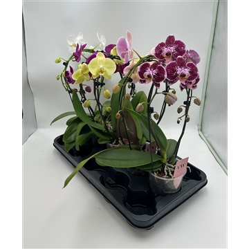 Phalaenopsis Spiegelboog gemengd