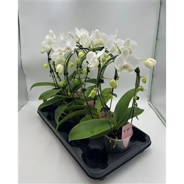 Phalaenopsis Spiegelboog wit