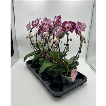 Phalaenopsis Spiegelboog rood