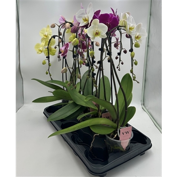 Phalaenopsis Double umbrella gemengd