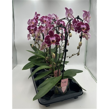 Phalaenopsis Double umbrella rood