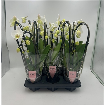 Phalaenopsis Cascade 3 tak grootbloemig wit