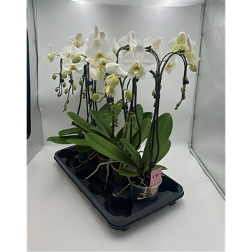 Phalaenopsis Double umbrella grootbloemig wit