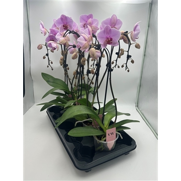 Phalaenopsis Double umbrella roze