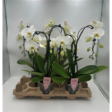 Phalaenopsis T-ReX