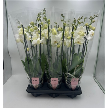 Phalaenopsis Inverness 4 Tak