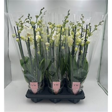 Phalaenopsis Inverness 7 Tak wit