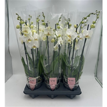 Phalaenopsis Inverness 3 Tak