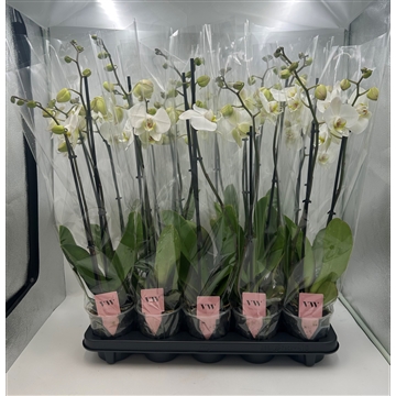 Phalaenopsis Leeds 2 tak 12+