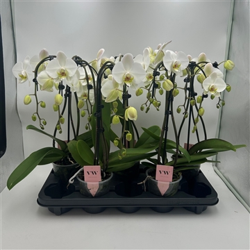 Phalaenopsis Triple Umbrella wit