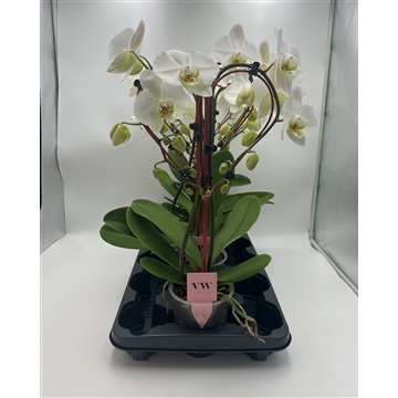 Phalaenopsis Hart vorm Grootbloemig wit