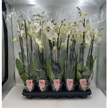 Phalaenopsis Leeds 3 tak