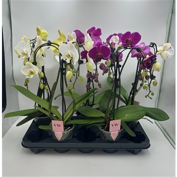 Phalaenopsis Triple Umbrella mix