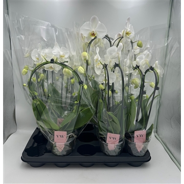Phalaenopsis mix vormen - WIT