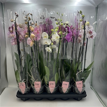 Phalaenopsis gemengd 3 tak