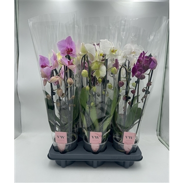 Phalaenopsis Cascade 2 tak gemengd