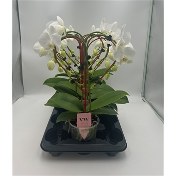 Phalaenopsis Hart vorm wit