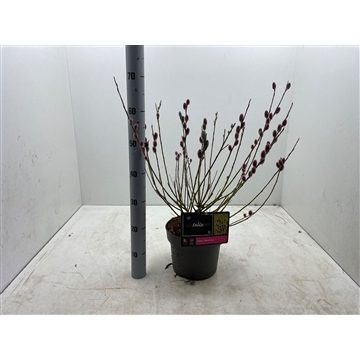 Salix gracilistyla ‘mt. Aso’ C5 struik