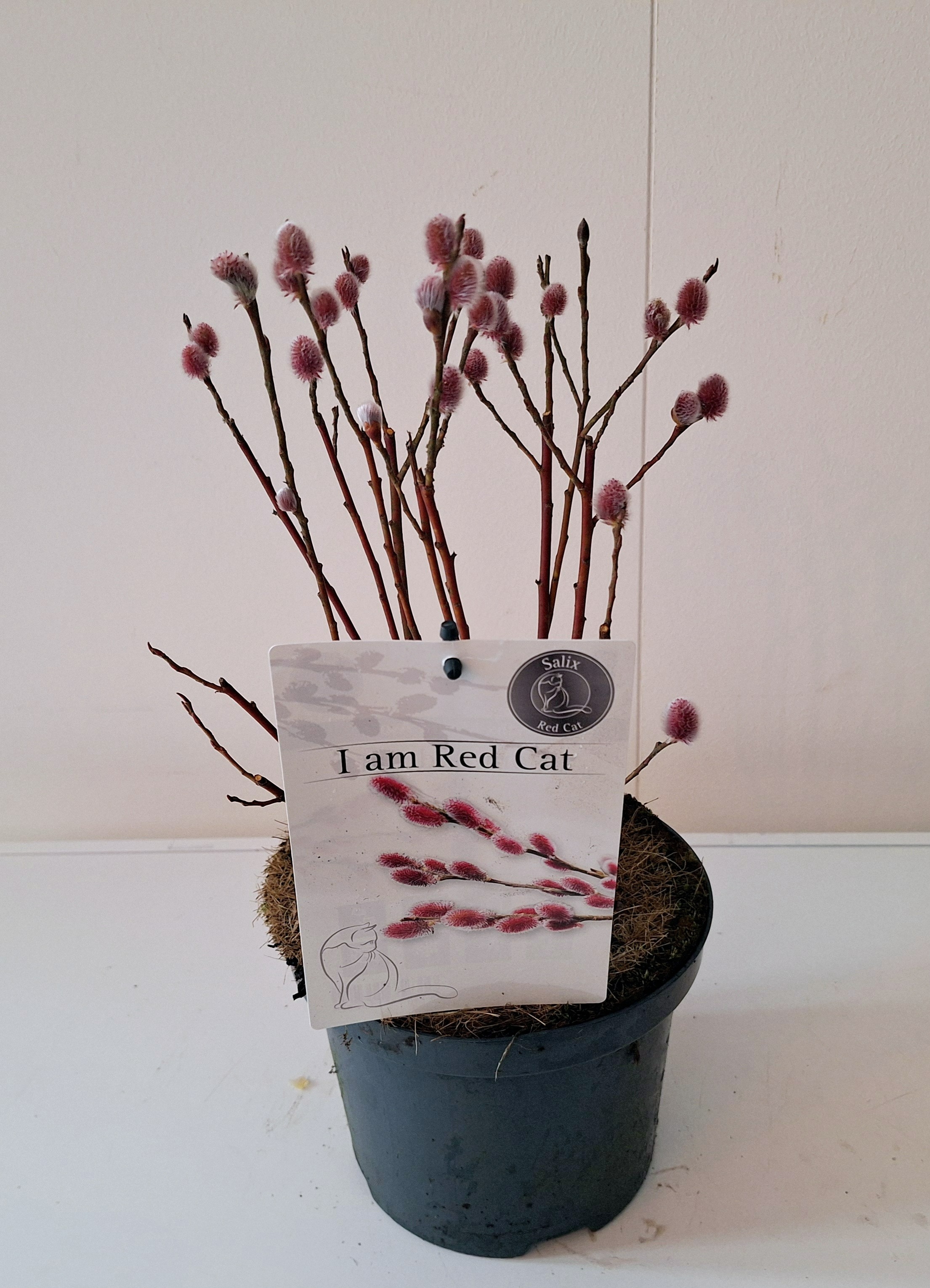 Salix Mount Aso bush p17 (ASOBUSH) - FloraXchange