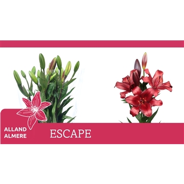 LI LA ESCAPE