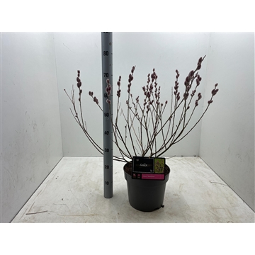Salix gracilistyla &#39;Mt. Aso&#39; Struik C7,5