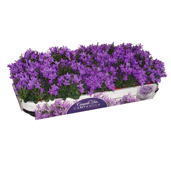 Campanula Iris (camp) FloraXchange
