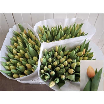 marit 150 25