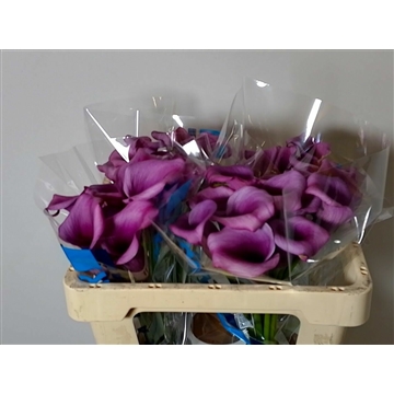 Calla Durban