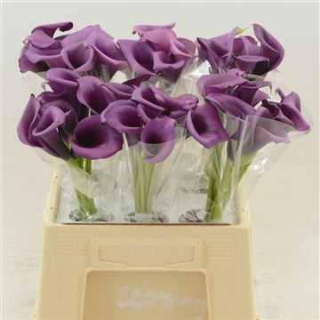 Calla Durban