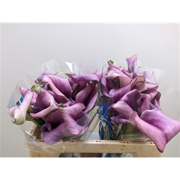 Calla Durban | Dubbelbloemig