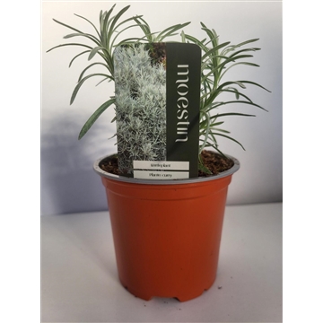 Helichrysum italicum Kerrieplant