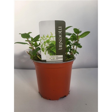 Mentha spicata Groene munt