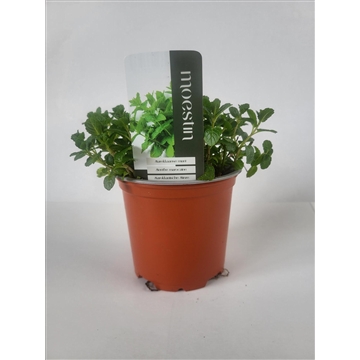 Mentha spicata Marokkaanse munt